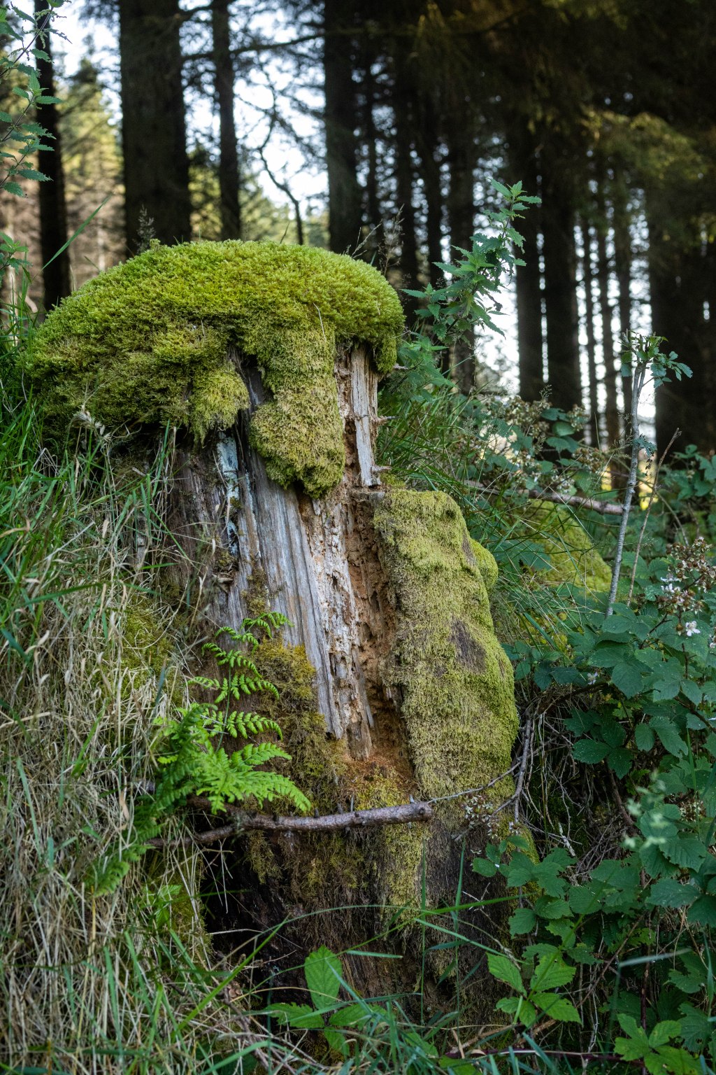Ticknock Walk -Dublin&nbsp;Mountains