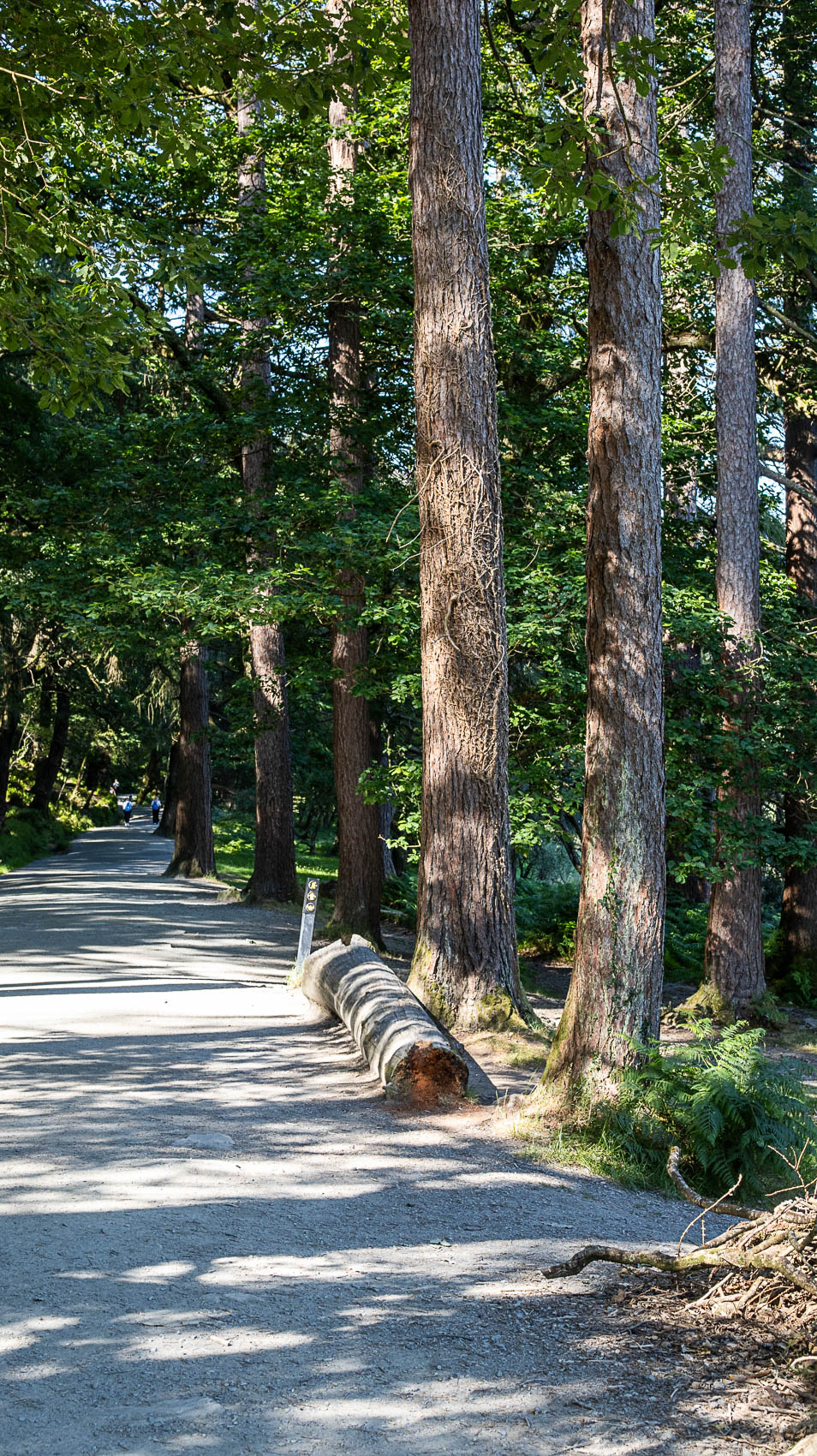 Glendalough Forest