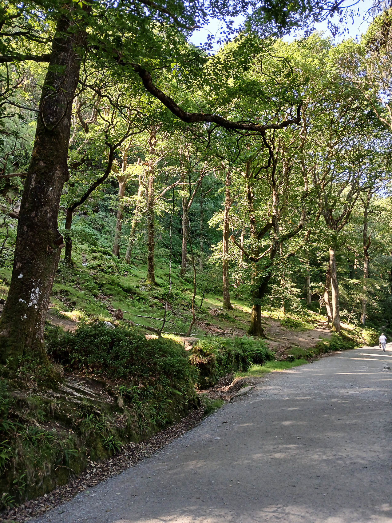 Glendalough Forest